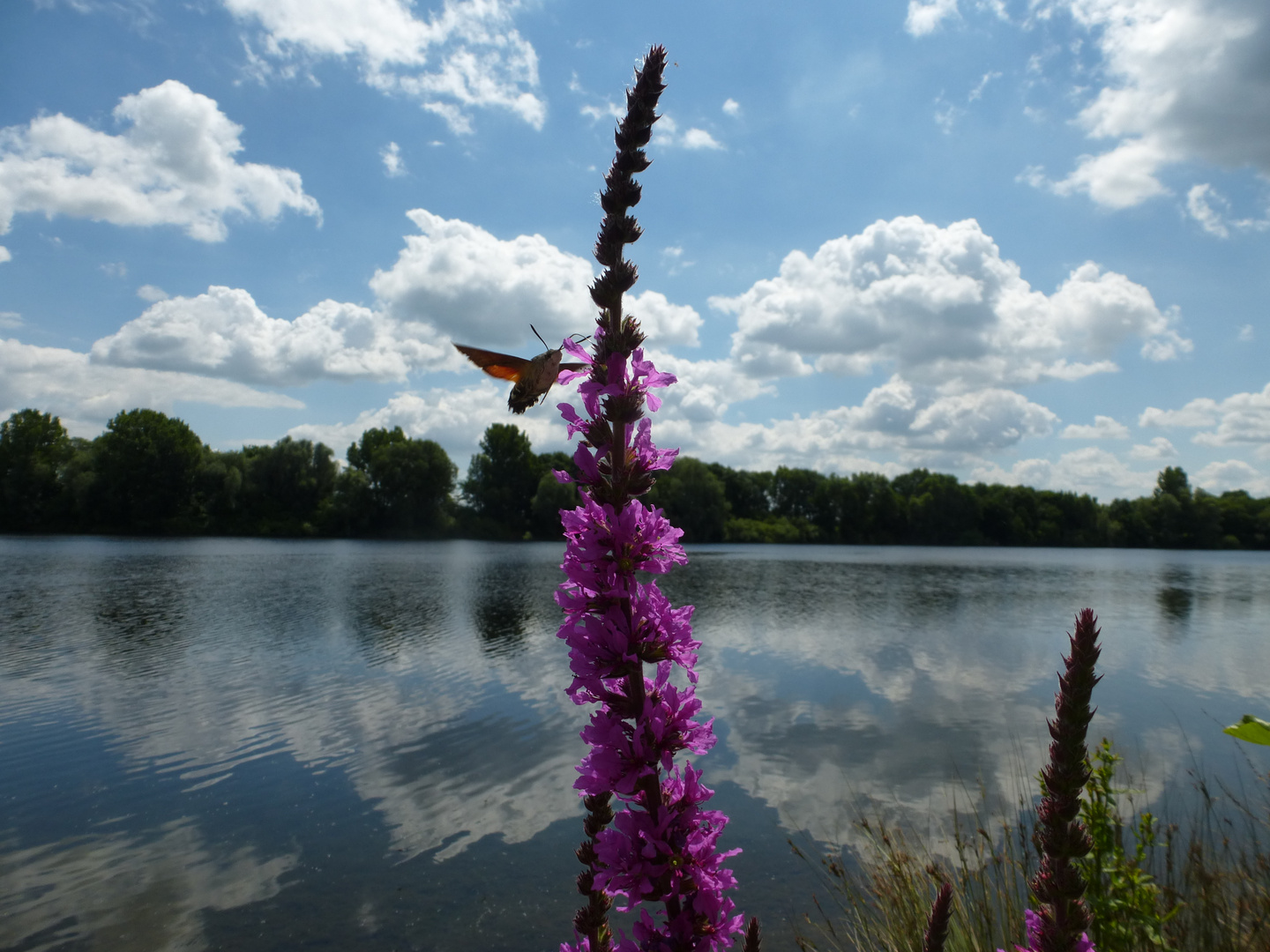 Ein Taubenschwänzchen am Wisseler See