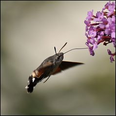 Ein Taubenschwänzchen an der Labstation Sommerflieder.....