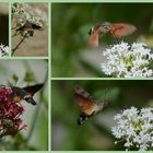 Ein Taubenschwänzchen auf Besuch