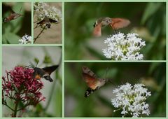 Ein Taubenschwänzchen auf Besuch