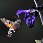 Ein Taubenschwänzchen - der Kolibri unter den Schmetterlingen 
