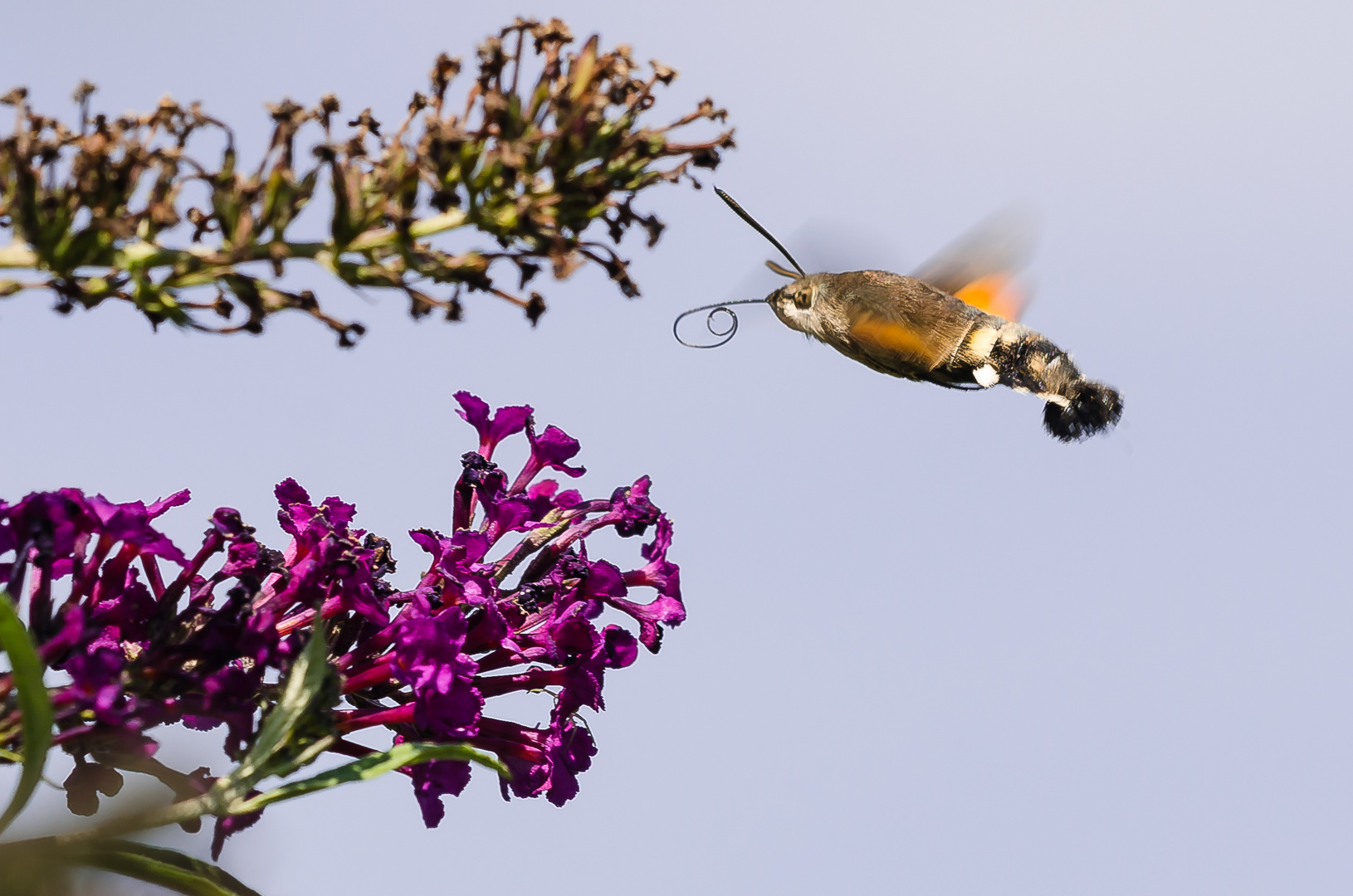 Ein Taubenschwänzchen im Anflug