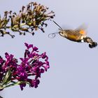 Ein Taubenschwänzchen im Anflug