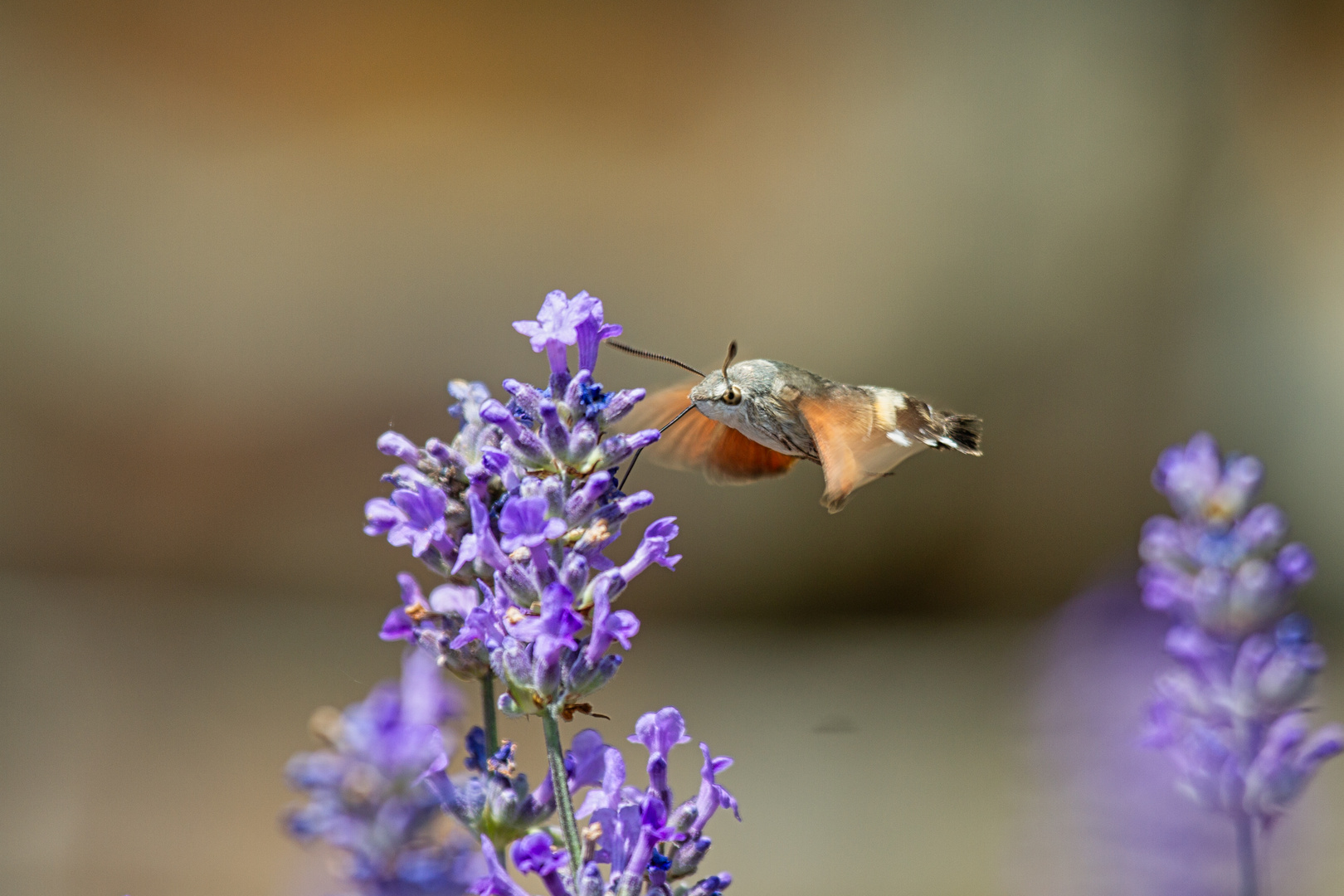 Ein Taubenschwänzchen nascht an den Lavendelblüten