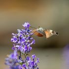 Ein Taubenschwänzchen nascht an den Lavendelblüten