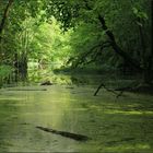 Ein Teich bei Potsdam