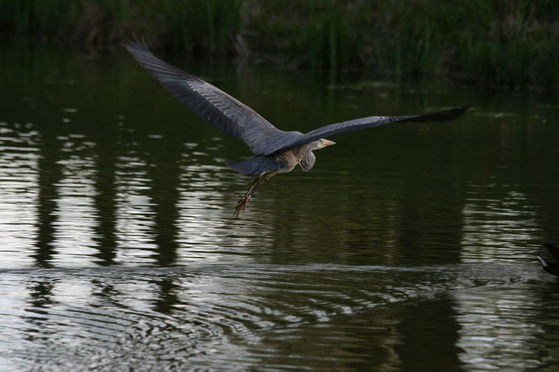 Ein Teich im Ruhrpott