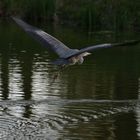 Ein Teich im Ruhrpott