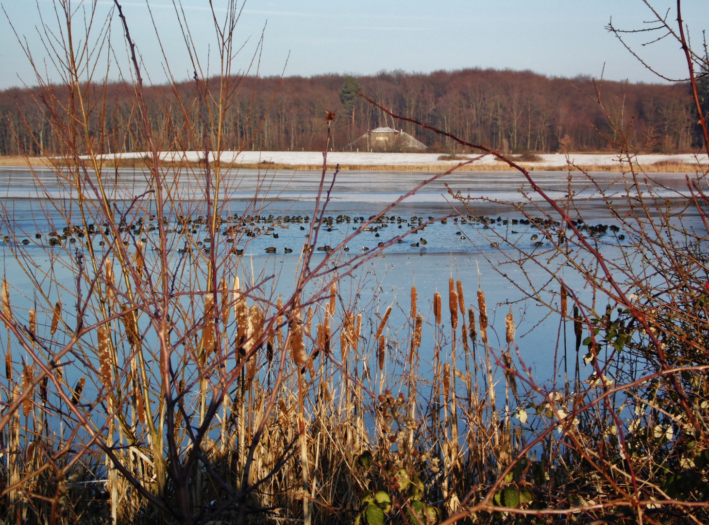 Ein Teich im See