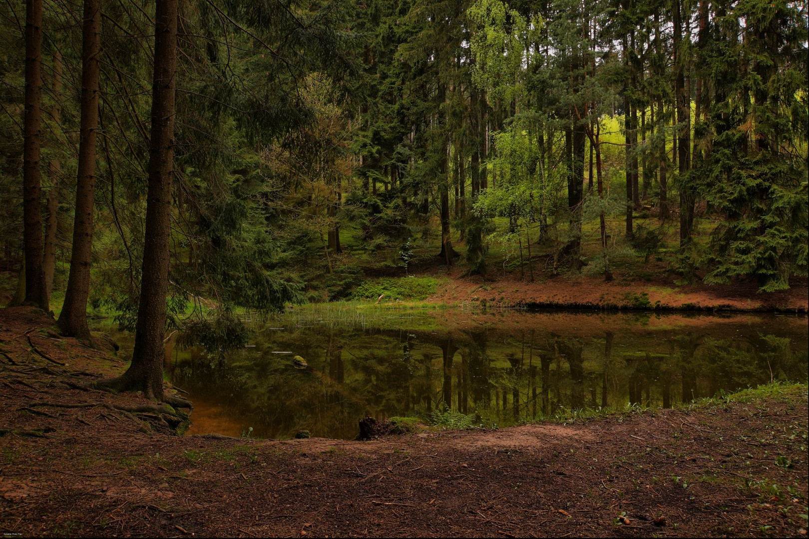 Ein Teich im Walde ***** Foto & Bild landschaft, wald, natur Bilder