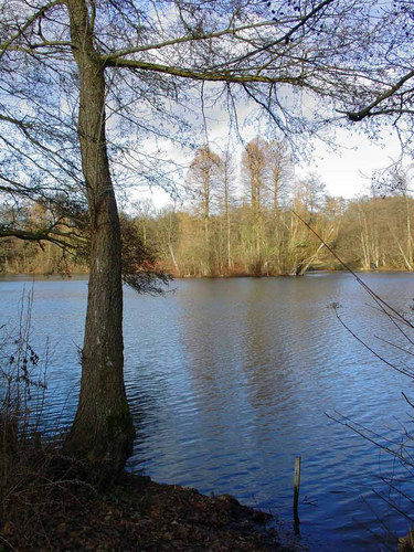 Ein Teich in der späten Wintersonne