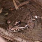 Ein Teich- oder Wasserfrosch (Rana "esculenta") am Ambros-Weiher in Neukappl/Opf.