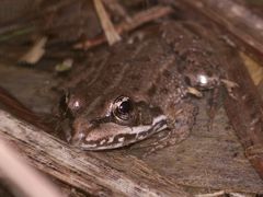 Ein Teich- oder Wasserfrosch (Rana "esculenta") am Ambros-Weiher in Neukappl/Opf.