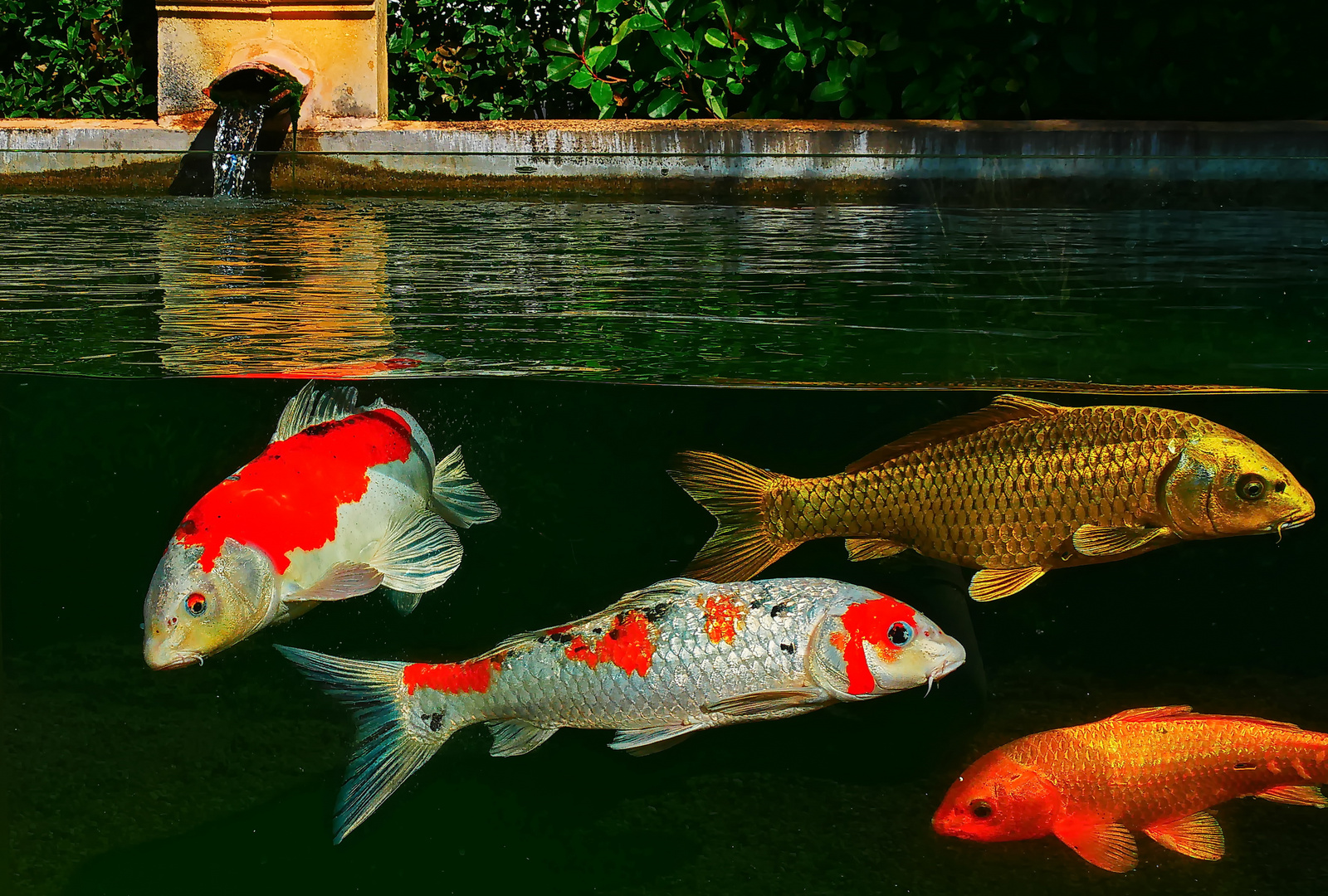 Ein Teich voller Fische