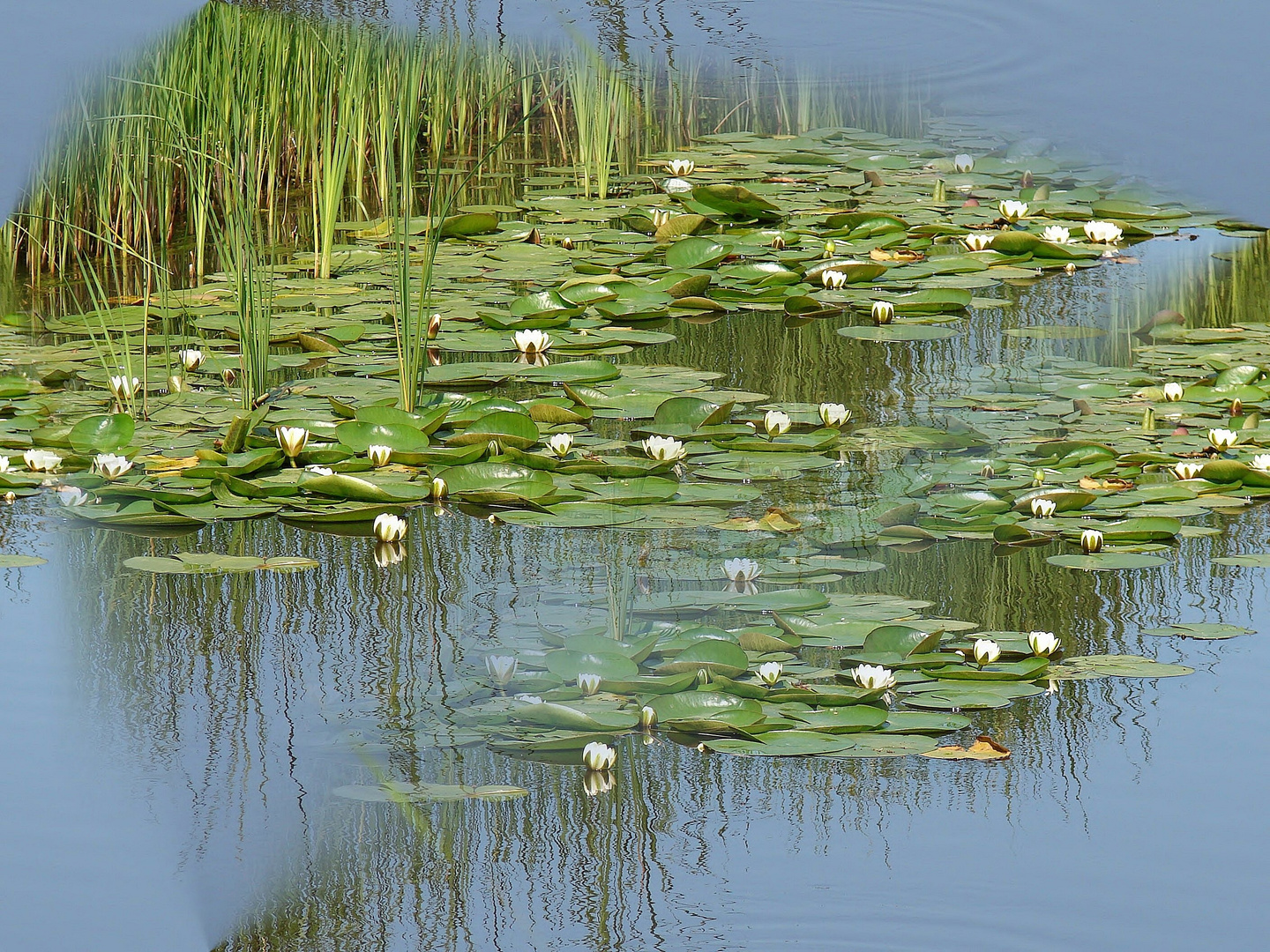 ein Teich voller Rosen 