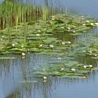 ein Teich voller Rosen 