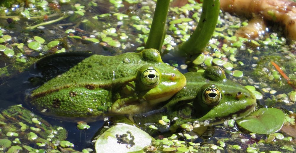 Ein Teich voller Wasserfrösche