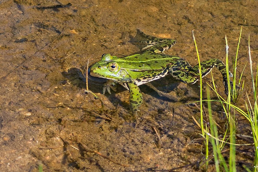 ein Teichfrosch