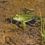 ein Teichfrosch