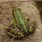 Ein Teichfrosch am Gartenteich