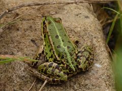 Ein Teichfrosch am Gartenteich