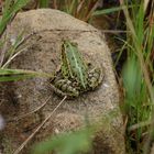 Ein Teichfrosch am Gartenteich