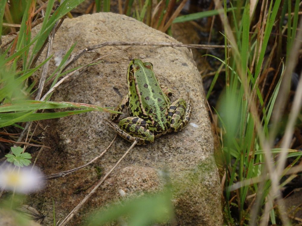 Ein Teichfrosch am Gartenteich