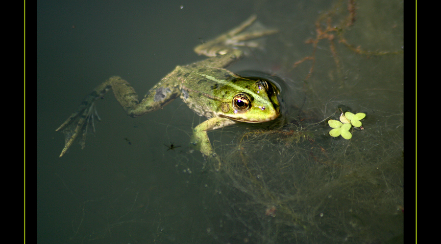 Ein Teichfrosch