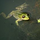 Ein Teichfrosch