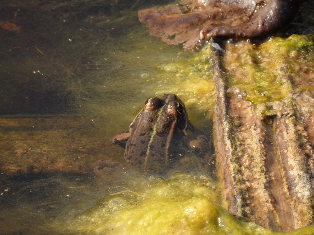 Ein Teichfrosch im "Mini-Teich"