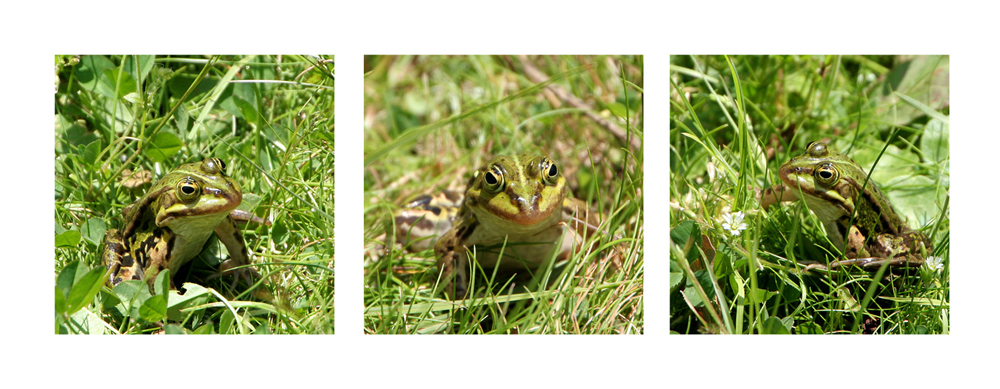 Ein Teichfrosch - so entspannt!