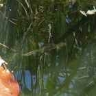 Ein Teichmolch (Lissotriton vulgaris) im Gartenteich