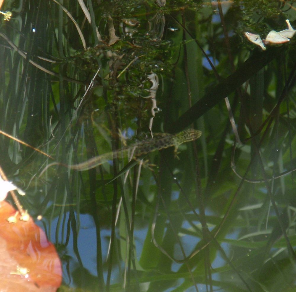 Ein Teichmolch (Lissotriton vulgaris) im Gartenteich