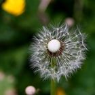 ein Teil der schirmchen ist bereits auf Reise gegangen