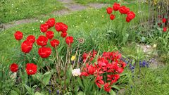 ein Teil des Tulpenmeers im Garten