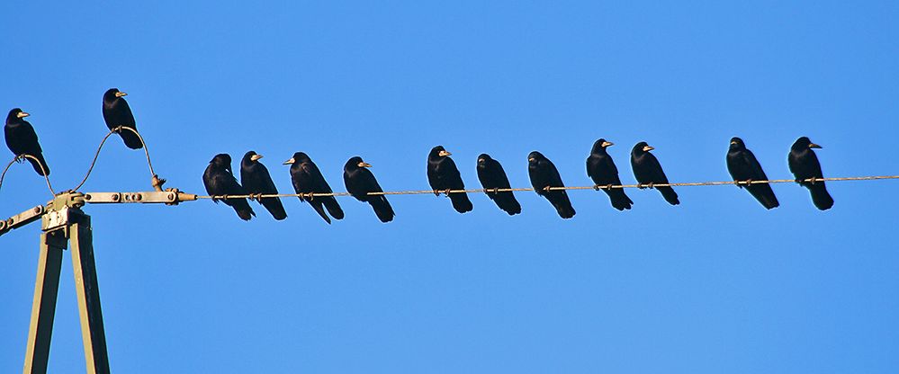 Ein Teil einer großen Tagung der Schwarzen - Saatkrähen - Corvus frugilegus