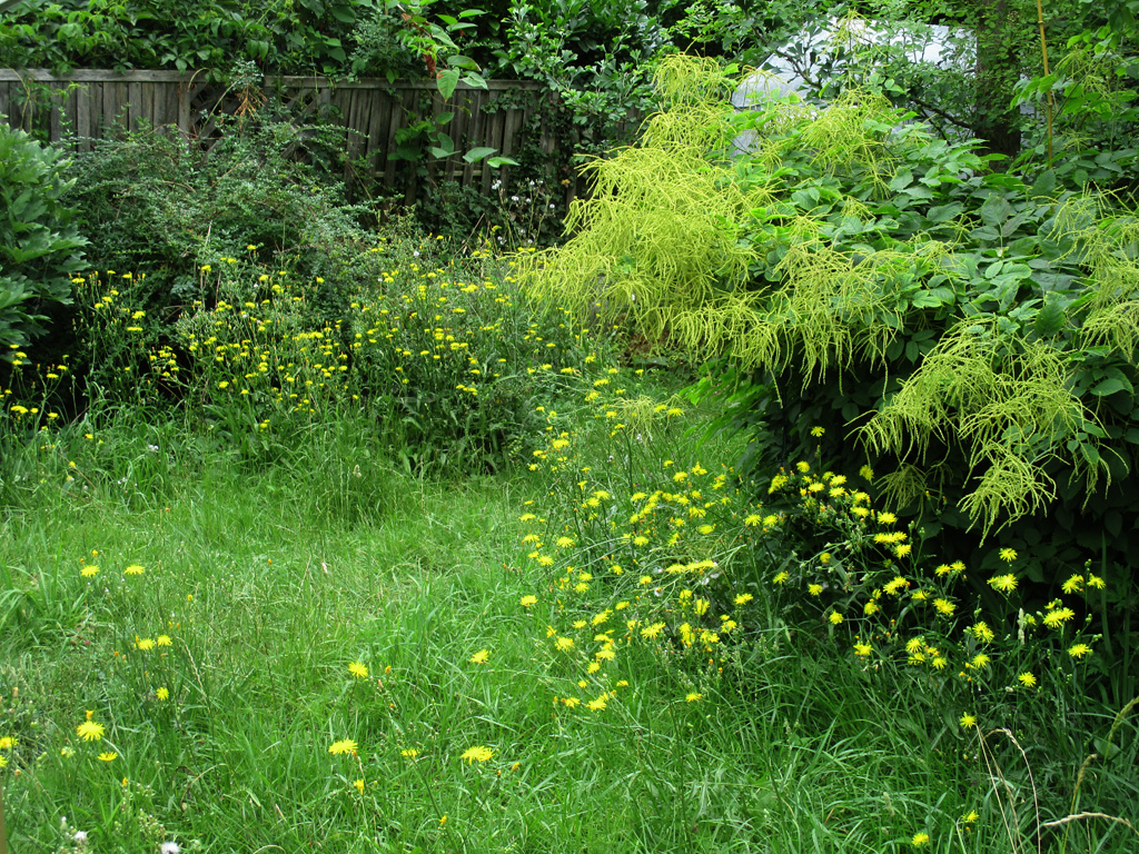  ein Teil von meinem Falterparadies im Garten