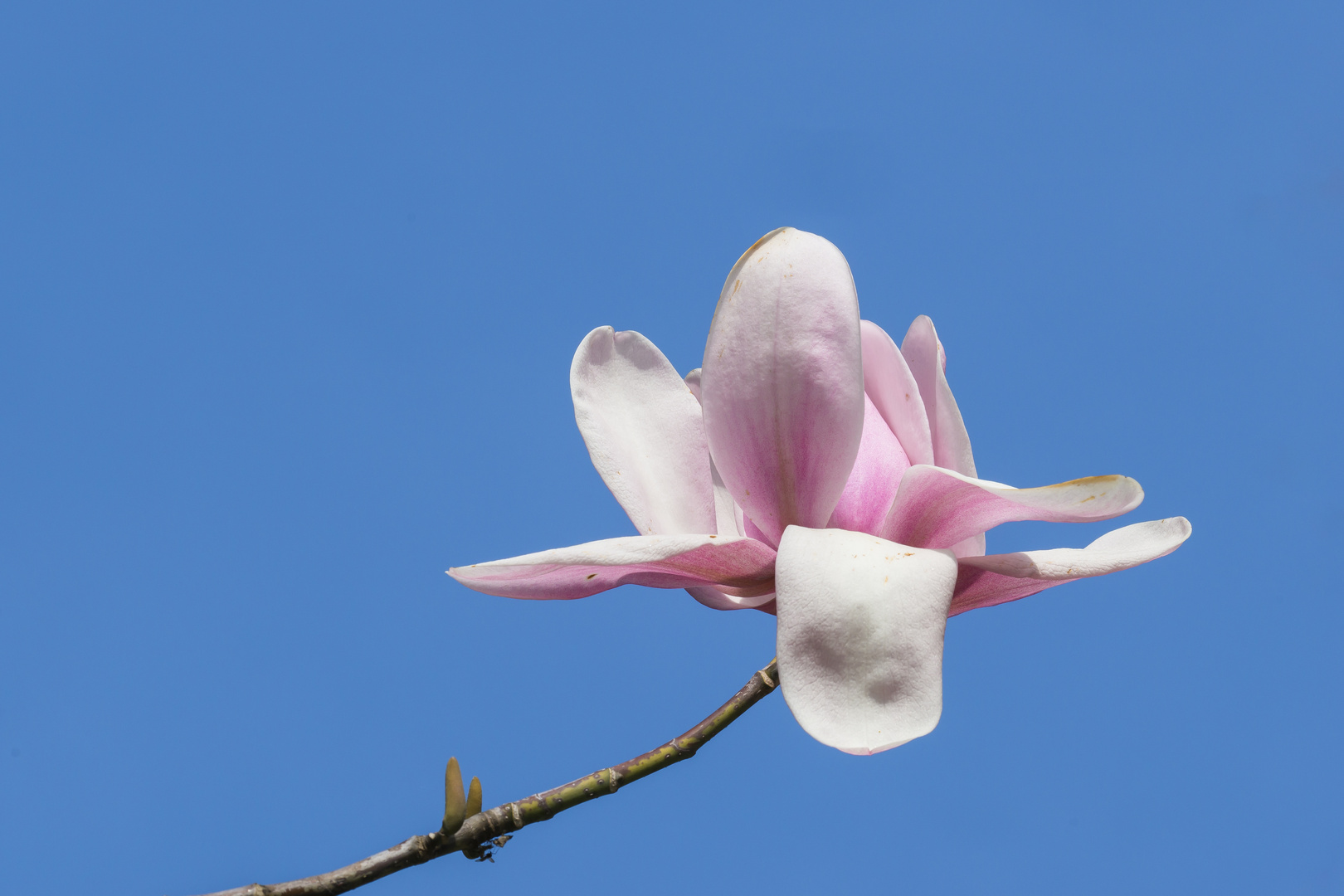 Ein Teller 'Frühling' - bitte sehr