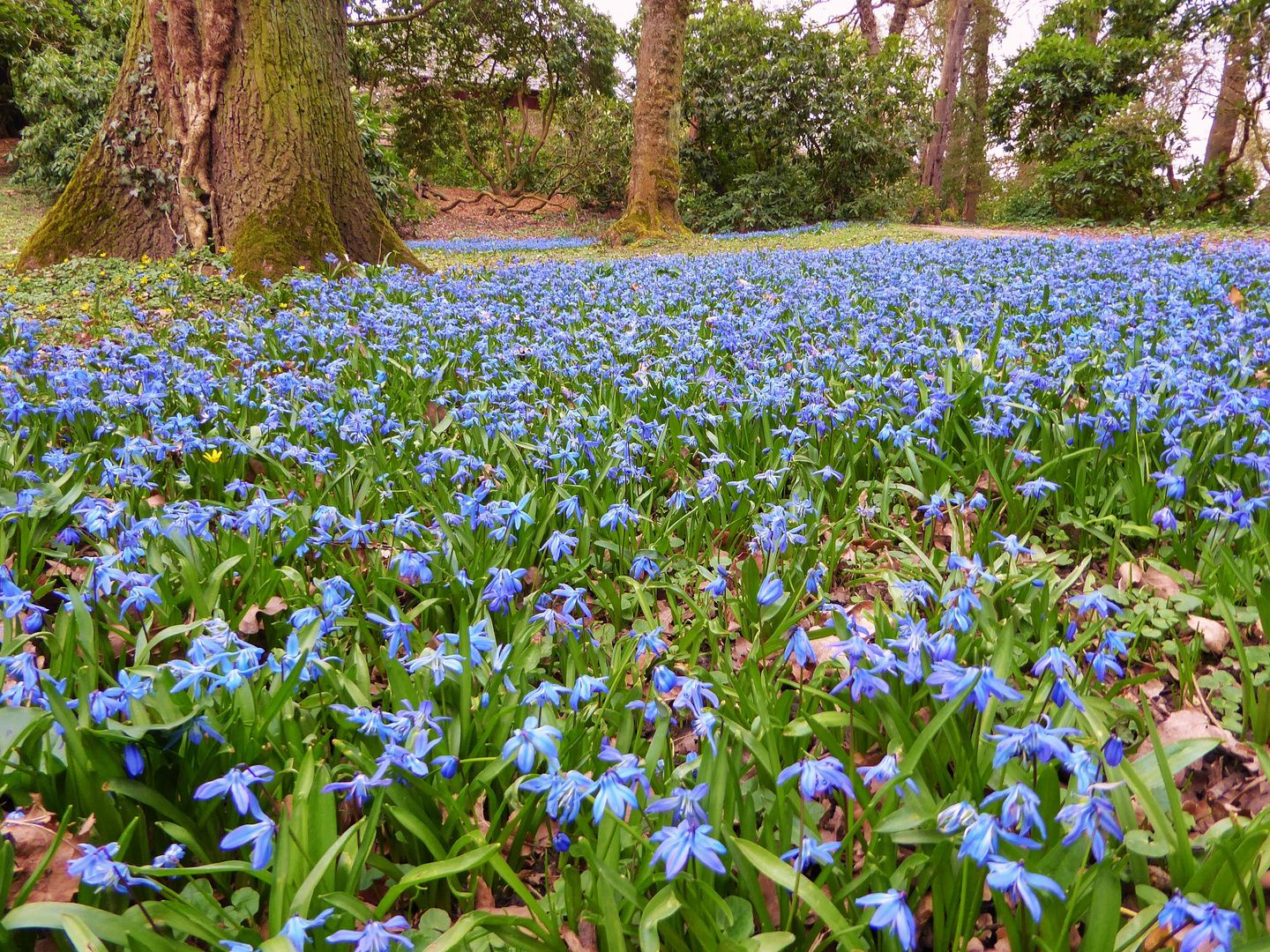 Ein Teppich aus Blausternchen