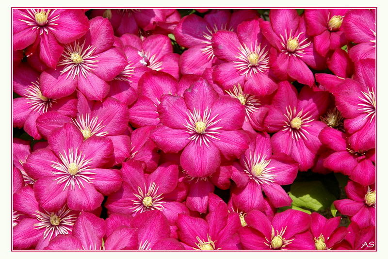 Ein Teppich aus Clematis