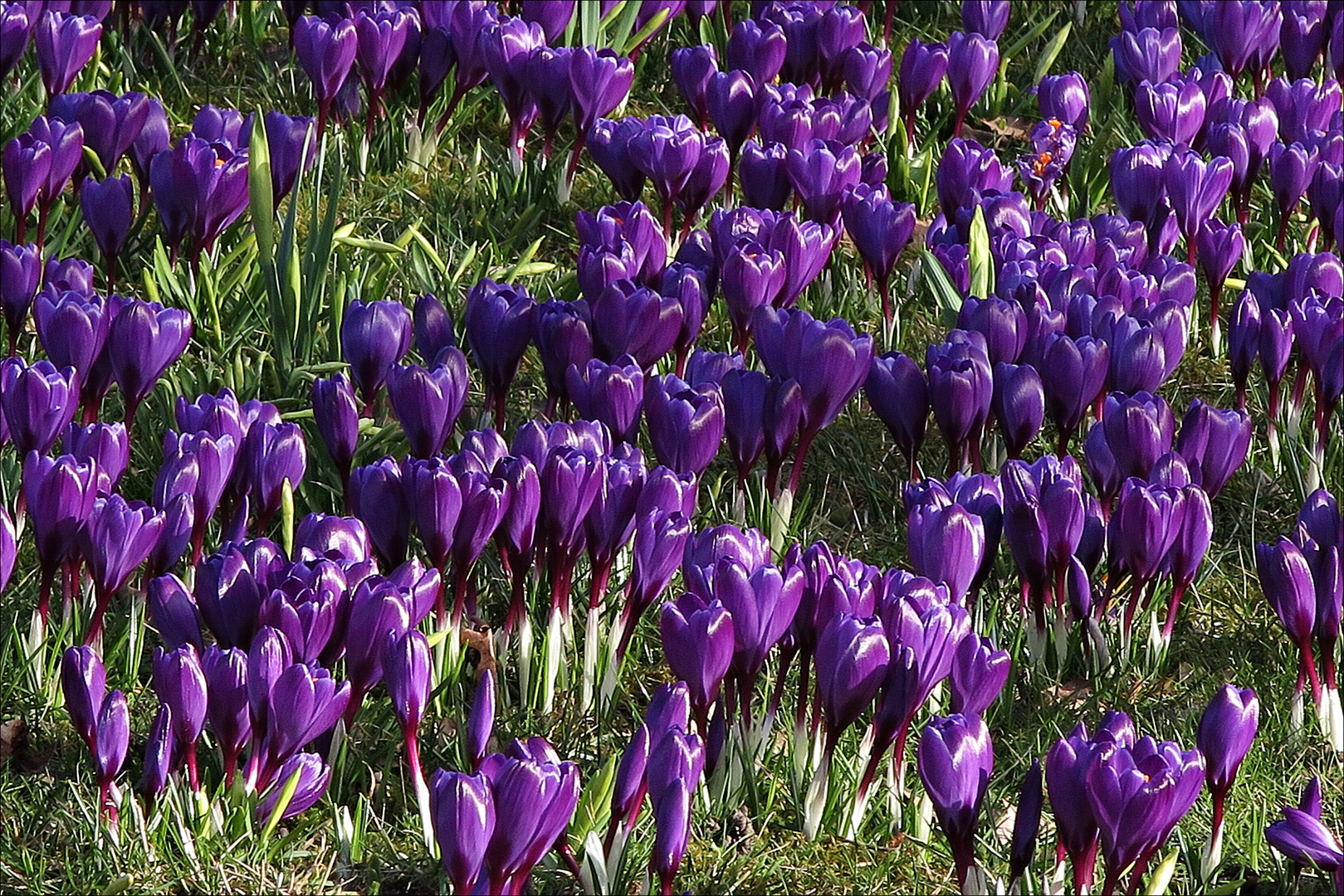 Ein "Teppich" schöner Krokusse blühte am 15. März 2017 auf einer Wiese in Plön