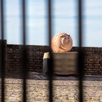 Ein Terracotta-'Schweinderl' hinter Gittern