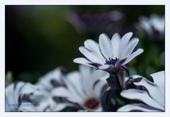 ein Terrassenblümchen