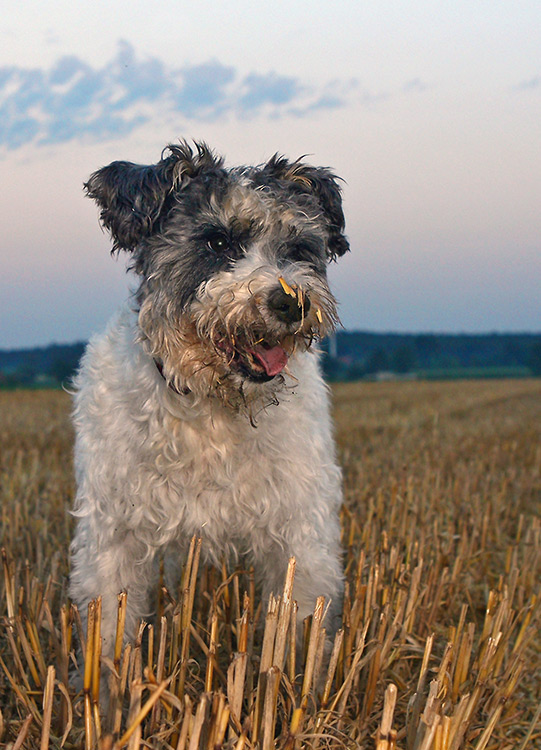 Ein Terrier gibt so schnell nicht auf!