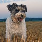 Ein Terrier gibt so schnell nicht auf!