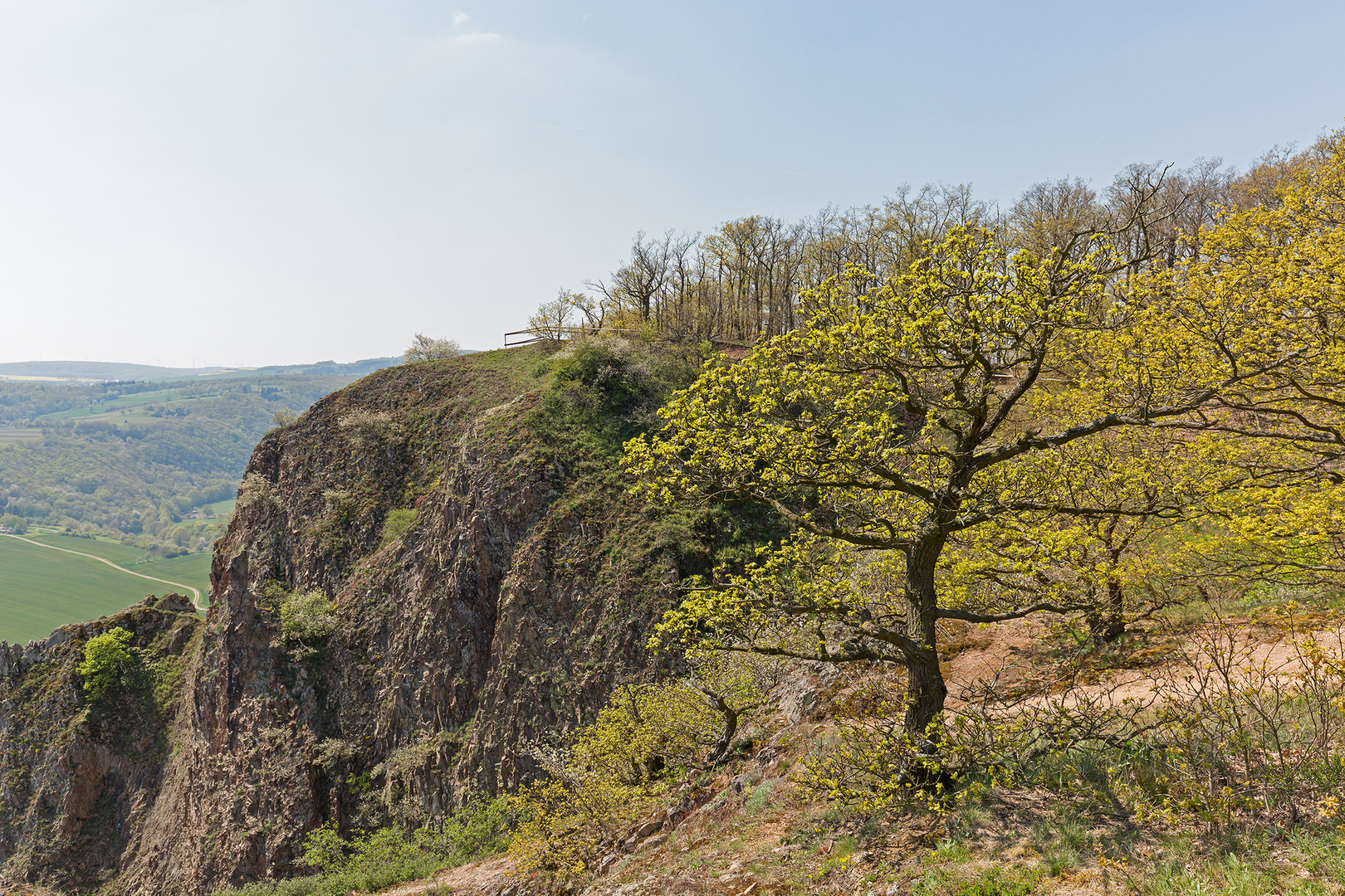 Ein thermophiler Eichenbestand auf dem Rotenfels (Bad Münster am Stein)