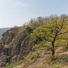 Ein thermophiler Eichenbestand auf dem Rotenfels (Bad Münster am Stein)