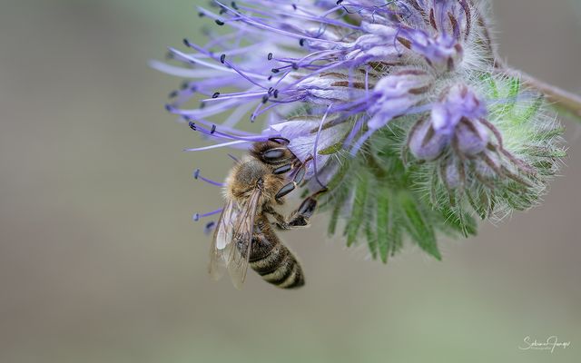 Ein tiefer Schluck aus dem Blütenkelch