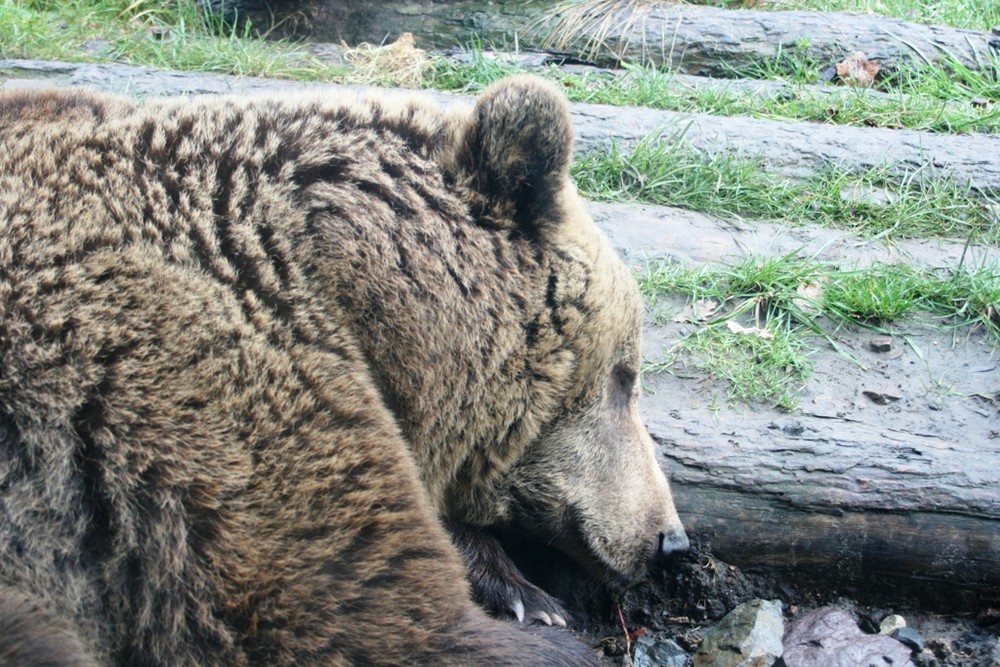 Ein tiefschlafender Kodiakbär