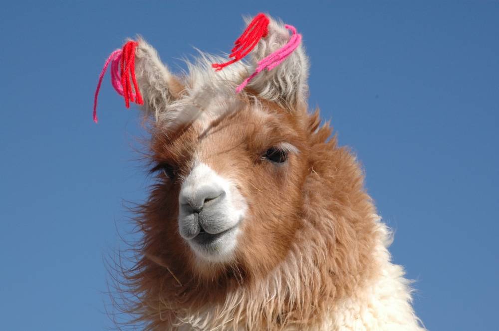 ein Tier namens Llama